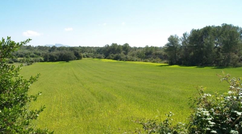 Islas Baleares - Son Bauló - 38233m2