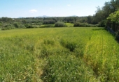 Non-developable land for sale on España, Santa Margalida, ref: TR125262 photo