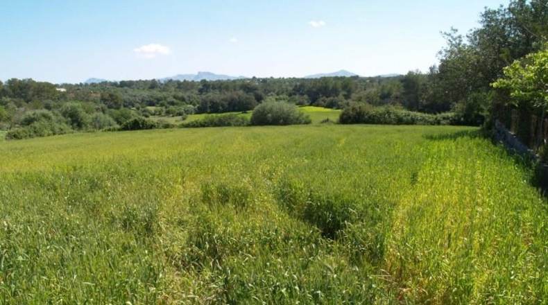 Islas Baleares - Son Bauló - 38233m2