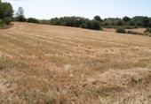 Non-developable land for sale on España, Santa Margalida, ref: TR125262 photo