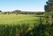 Non-developable land for sale on España, Santa Margalida, ref: TR125262 photo