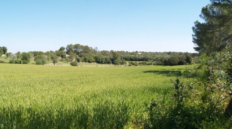 Islas Baleares - Son Bauló - 38233m2