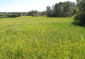 Non-developable land for sale on España, Santa Margalida, ref: TR125262 photo