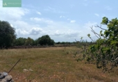 Land suitable for development for sale on España, Santa Margalida, ref: TR122649 photo