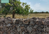 Land suitable for development for sale on España, Santa Margalida, ref: TR122649 photo