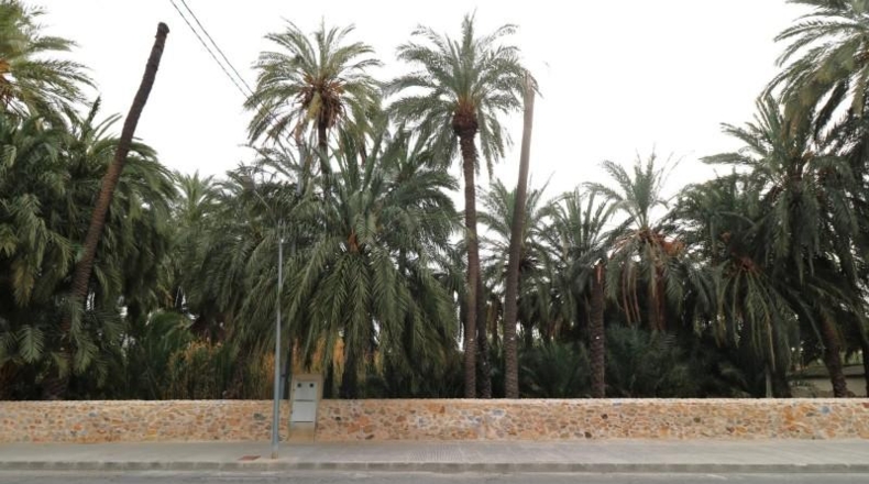Alicante - Orihuela - 3616m2