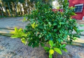 Finca rústica en venda a la España, La Línea de la Concepción, ref.: TR224694 foto
