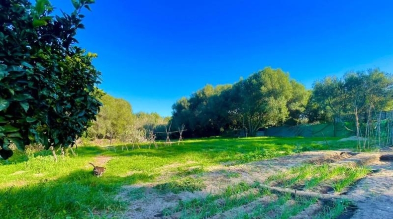 Cádiz - La Línea de la Concepción - 11835m2