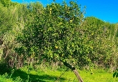 Finca rústica en venda a la España, La Línea de la Concepción, ref.: TR224694 foto