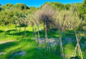 Finca rústica en venda a la España, La Línea de la Concepción, ref.: TR224694 foto