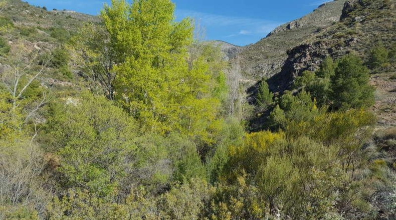 Almeria - Almócita - 260000m2
