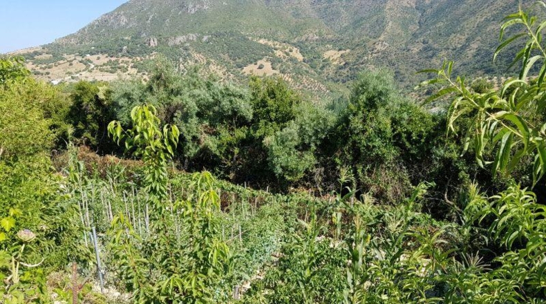 Cádiz - Zahara - 30000m2