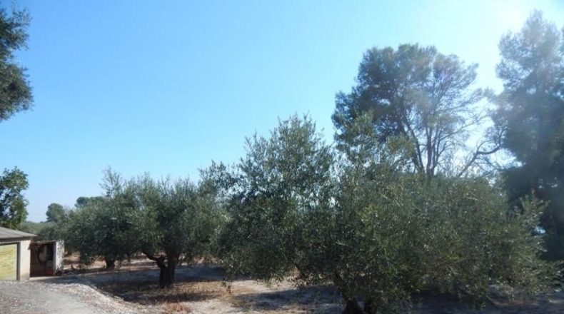 Valencia - Onteniente - 7500m2
