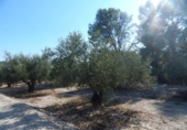 Xalet independent amb terreny en venda a la España, Ontinyent, ref.: TR134874 foto