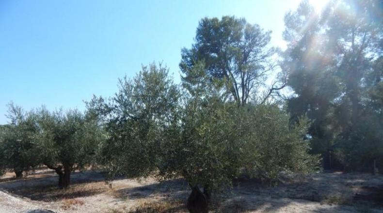 Valencia - Onteniente - 7500m2