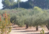 Xalet independent amb terreny en venda a la España, Ontinyent, ref.: TR134874 foto