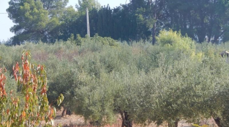Valencia - Onteniente - 7500m2