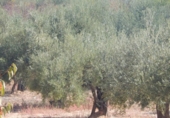 Xalet independent amb terreny en venda a la España, Ontinyent, ref.: TR134874 foto