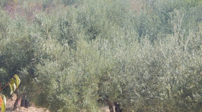 Valencia - Onteniente - 7500m2
