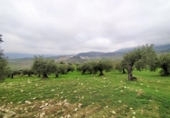 Xalet independent amb terreny en venda a la España, Alozaina, ref.: TR136006 foto