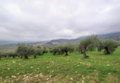 Xalet independent amb terreny en venda a la España, Alozaina, ref.: TR136006 foto