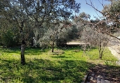 Non-developable land for sale on España, Encinarejo de Córdoba, ref: TR120775 photo