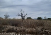 Chalet independiente con terreno en venta en la España, Monóvar, ref: TR146065 foto