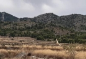Chalet independiente con terreno en venta en la España, Monóvar, ref: TR146065 foto