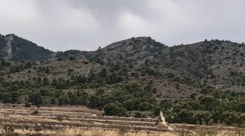 Alicante - Monóvar - 40000m2