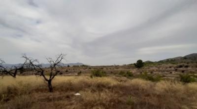 Alicante - Monóvar - 40000m2