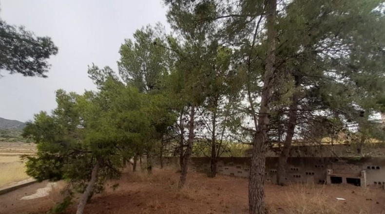 Alicante - Monóvar - 40000m2