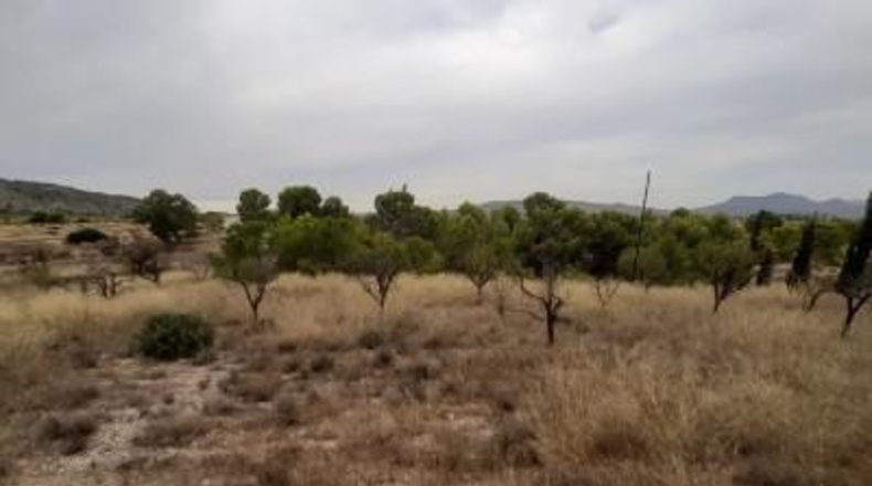 Alicante - Monóvar - 40000m2