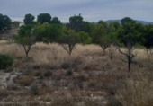 Chalet independiente con terreno en venta en la España, Monóvar, ref: TR146065 foto