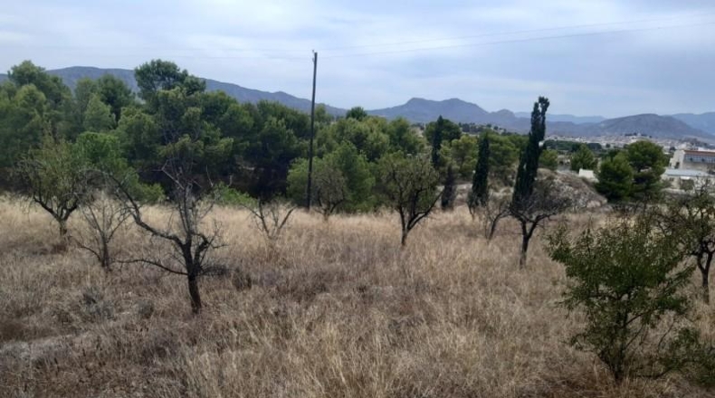 Alicante - Monóvar - 40000m2