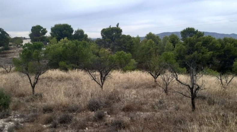 Alicante - Monóvar - 40000m2