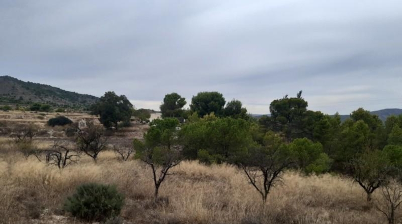 Alicante - Monóvar - 40000m2