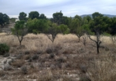 Chalet independiente con terreno en venta en la España, Monóvar, ref: TR146065 foto