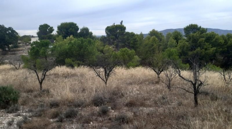 Alicante - Monóvar - 40000m2
