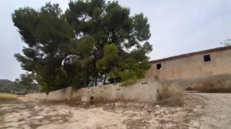Alicante - Monóvar - 40000m2