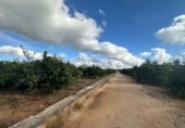 Terreny no urbanitzable en venda a la España, Ondara, ref.: TR359730 foto