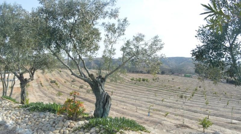 Murcia - Las Torres de Cotillas - 40000m2