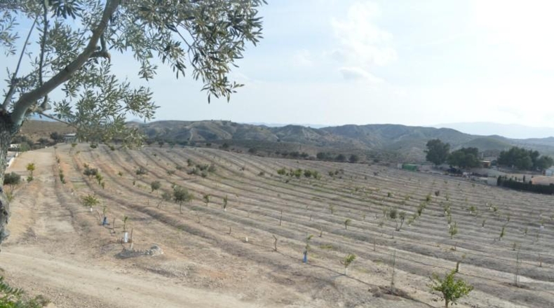 Murcia - Las Torres de Cotillas - 40000m2