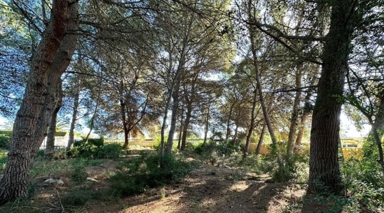 Alicante - Calpe - 977m2