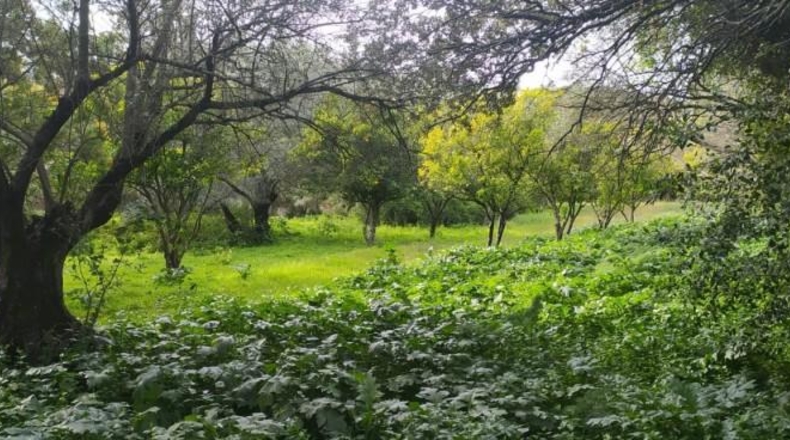 Córdoba - Córdoba - 3000m2