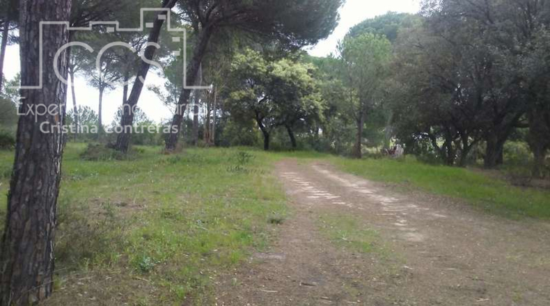 Huelva - Almonte - 25000m2