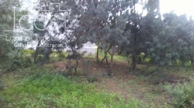 Huelva - Almonte - 25000m2