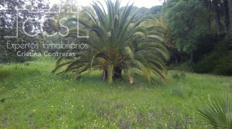 Huelva - Almonte - 25000m2