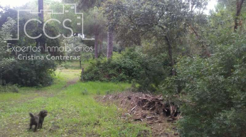 Huelva - Almonte - 25000m2