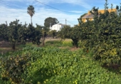 Terreno no urbanizable en venta en la España, Dénia, ref: TR312369 foto