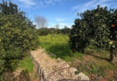 Terreno no urbanizable en venta en la España, Dénia, ref: TR312369 foto